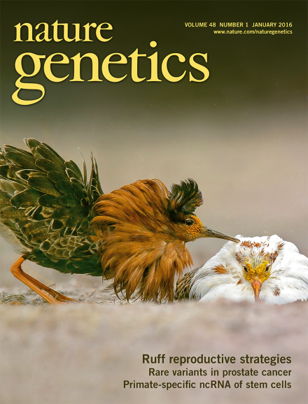 Genomic Basis of Alternative Reproductive Strategies in the Ruff