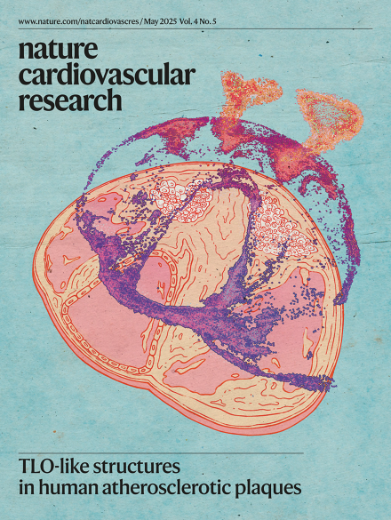Tertiary Lymphoid Organ-like Structures in Carotid Artery Plaques: A Breakthrough in Understanding Plaque Instability