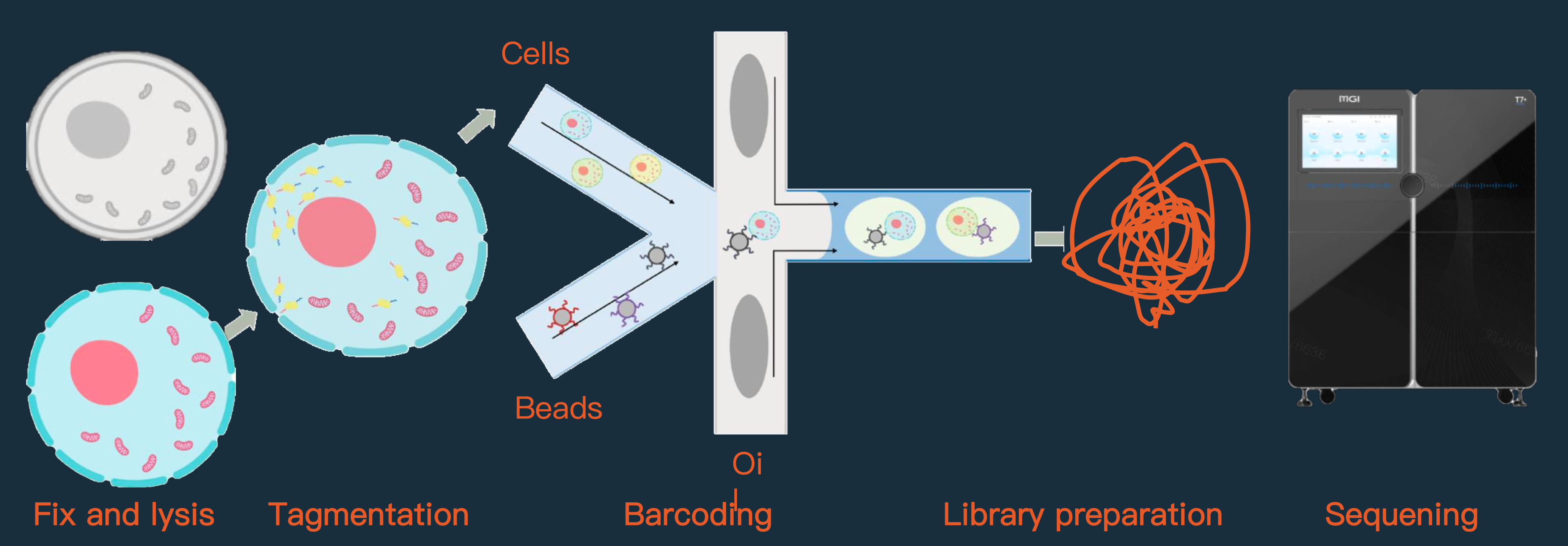mtscATAC-seq