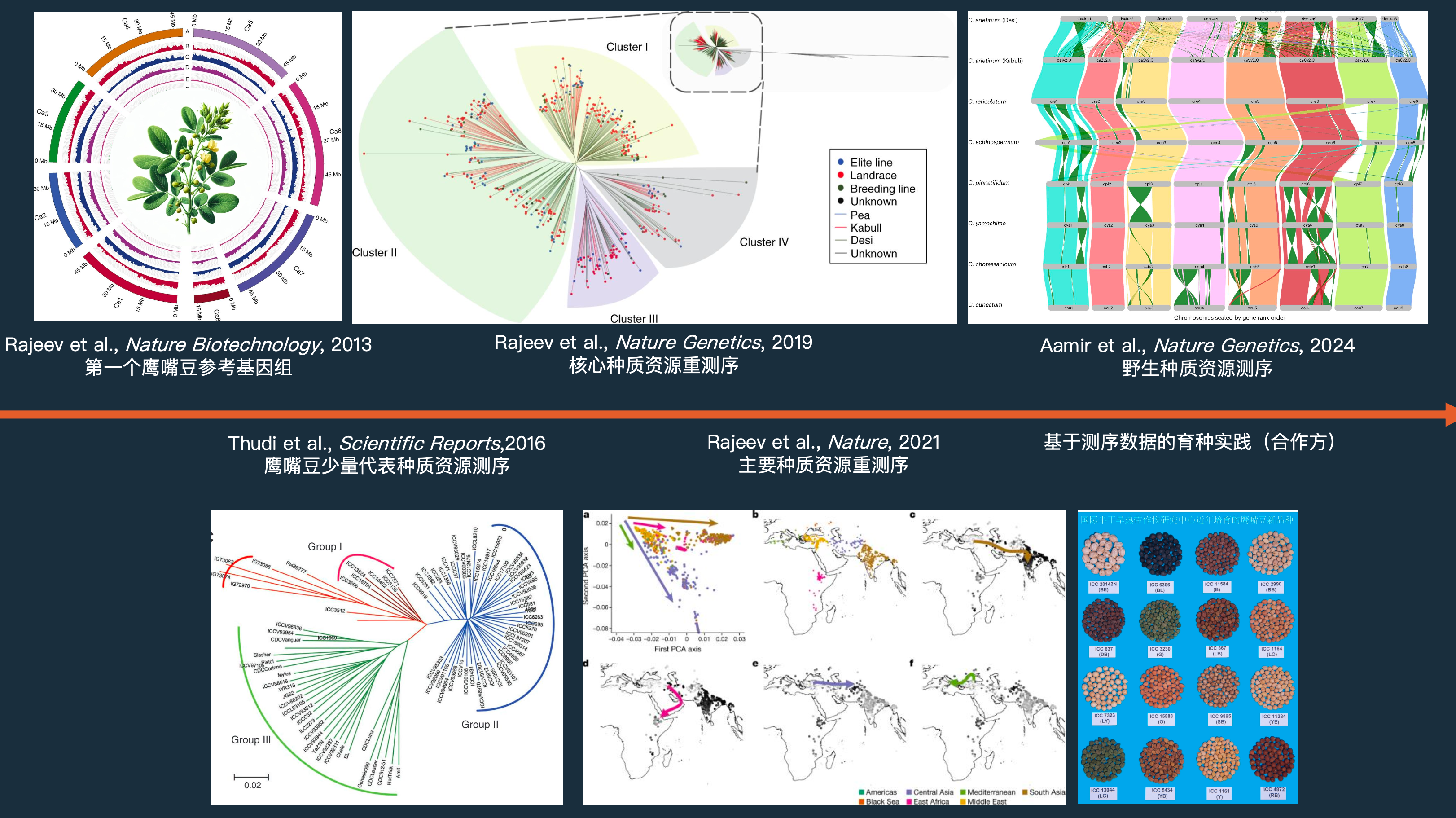 鹰嘴豆基因组研究