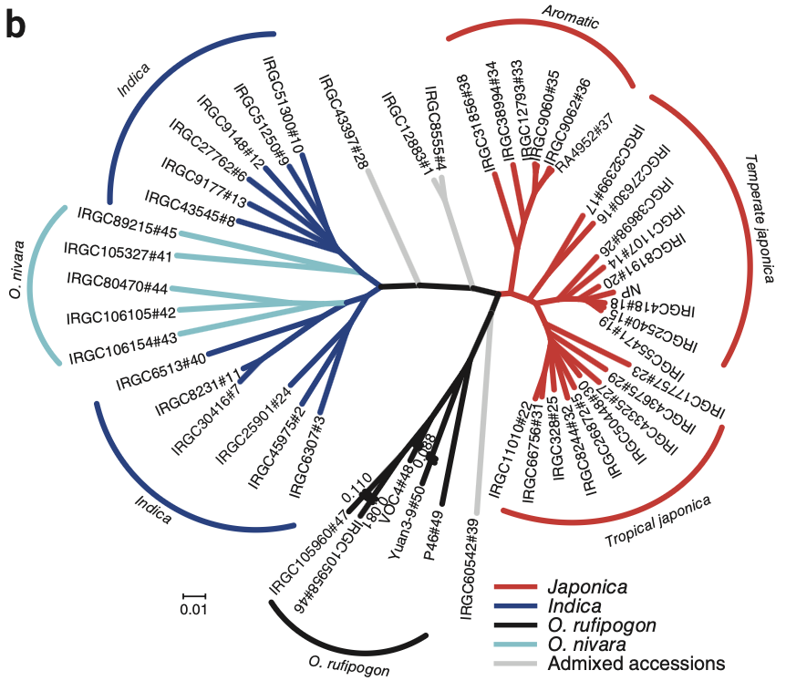 Resequencing 50 Accessions of Cultivated and Wild Rice for Agronomic Gene Identification