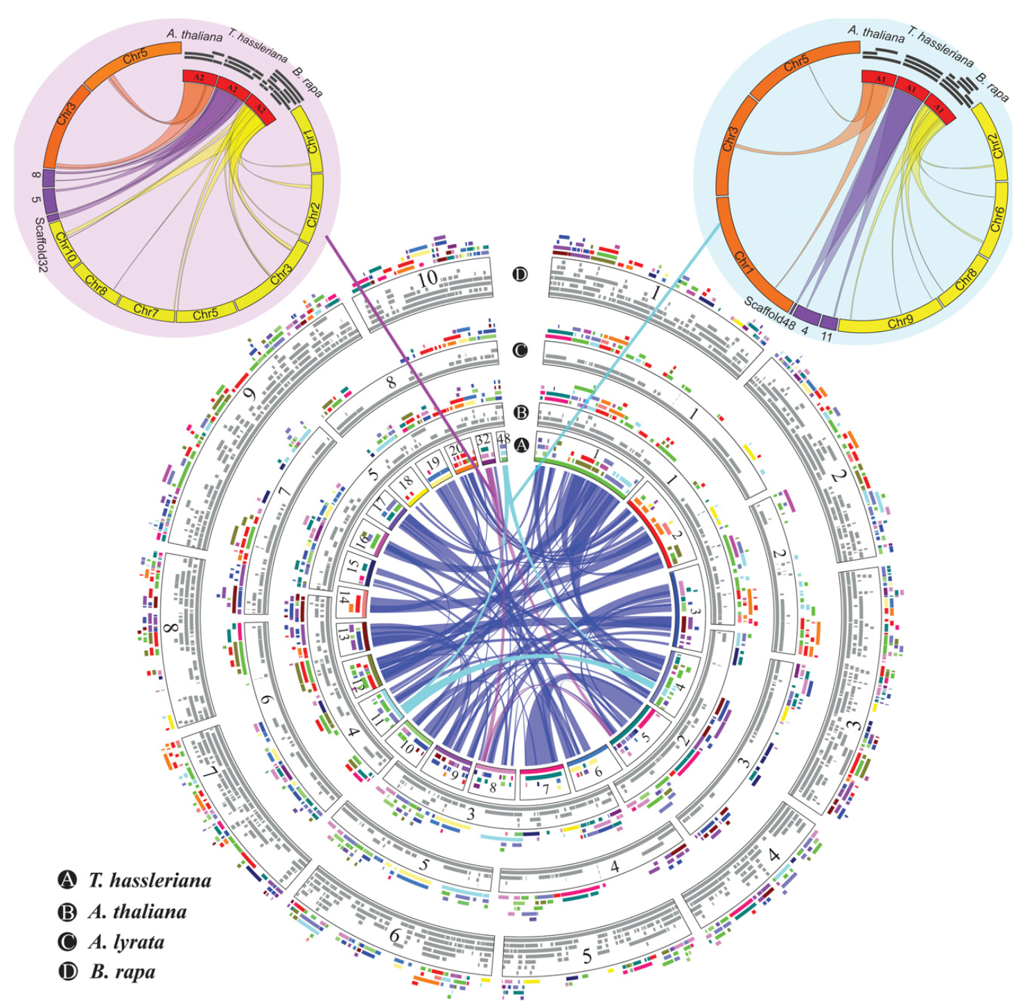The Plant Cell: Tarenaya hassleriana Genome Sheds Light on Crucifer Evolution