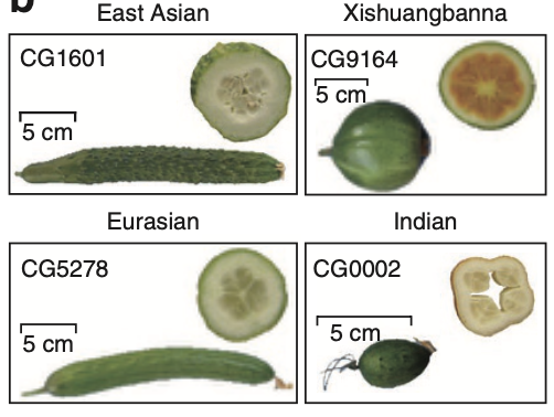 Genomic Variation Map of Cucumber: Insights into Domestication and Diversity