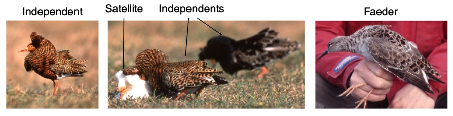 Genomic Basis of Alternative Reproductive Strategies in the Ruff