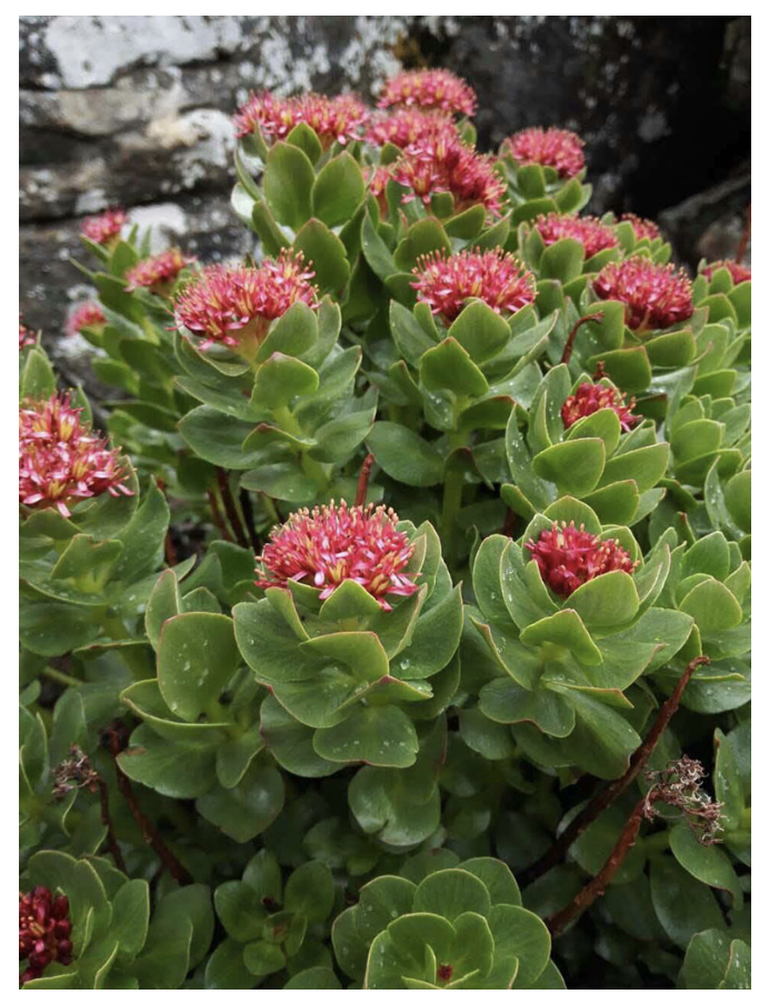 Draft Genome Sequence of the Tibetan Medicinal Herb Rhodiola Crenulata