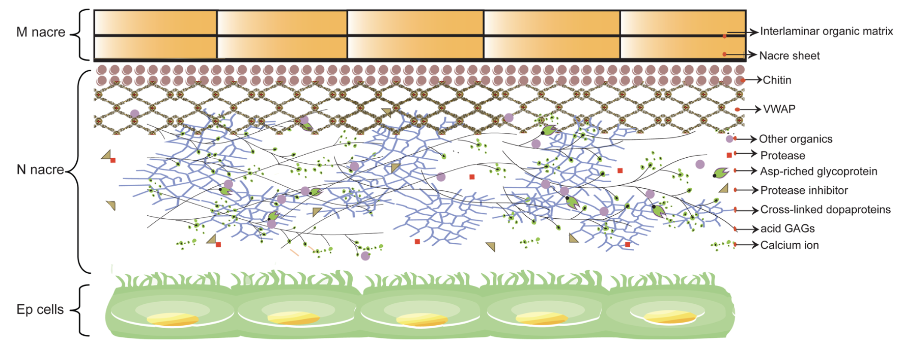 Genome Sequencing of the Pearl Oyster *Pinctada fucata martensii*: Insights into Biomineralization