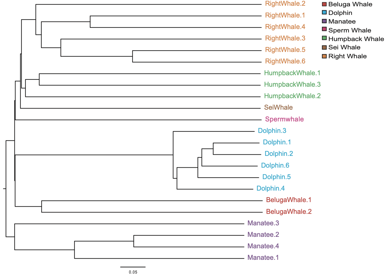 Exploring the Commensal Microbiome of the Sperm Whale