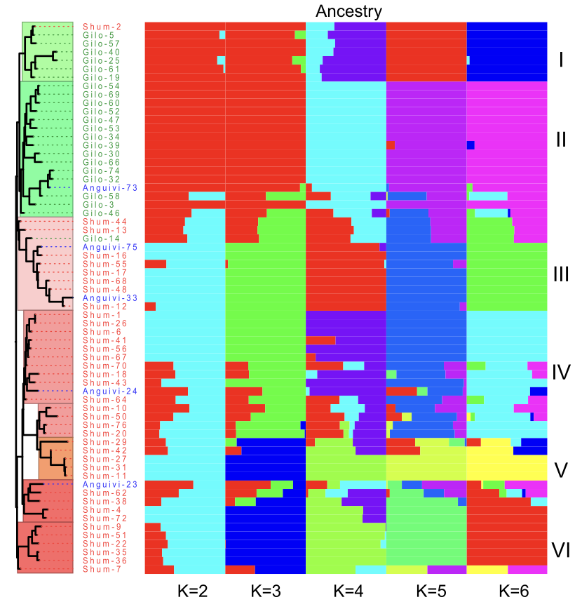 Draft Genome Sequence of Solanum Aethiopicum: Advancing Disease Resistance and Drought Tolerance Research