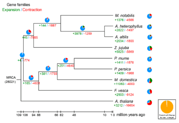 Draft Genomes of Jackfruit and Breadfruit Provide Insights into Starch and Sugar Metabolism