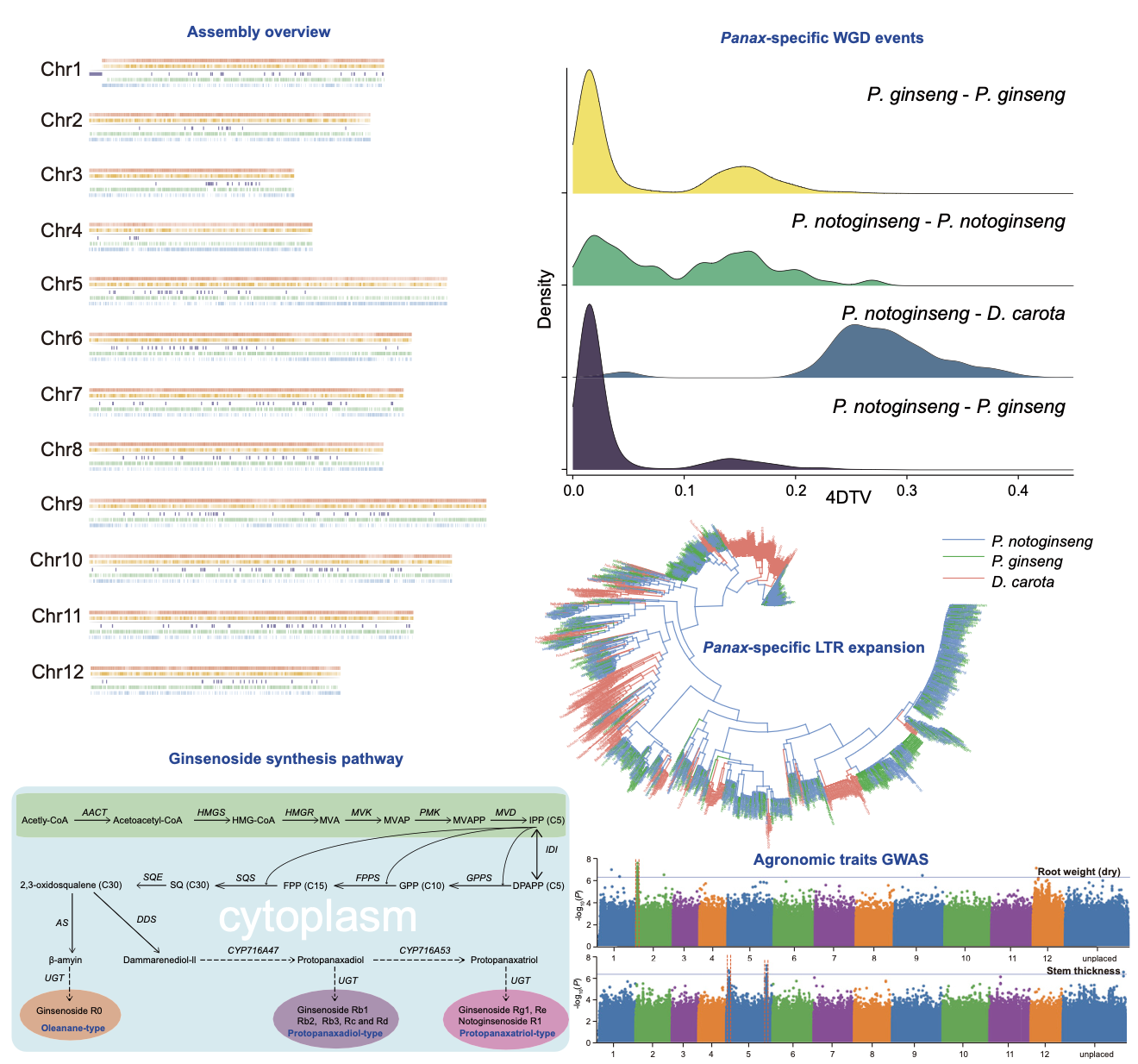 Chromosome-Level Genome Assembly and GWAS for Panax Notoginseng