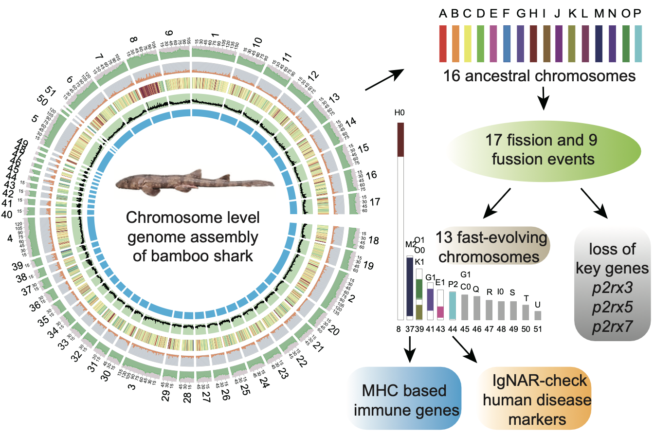 Chromosome-Level Genome Assembly of White-Spotted Bamboo Shark: Insights into Evolution and Immunity