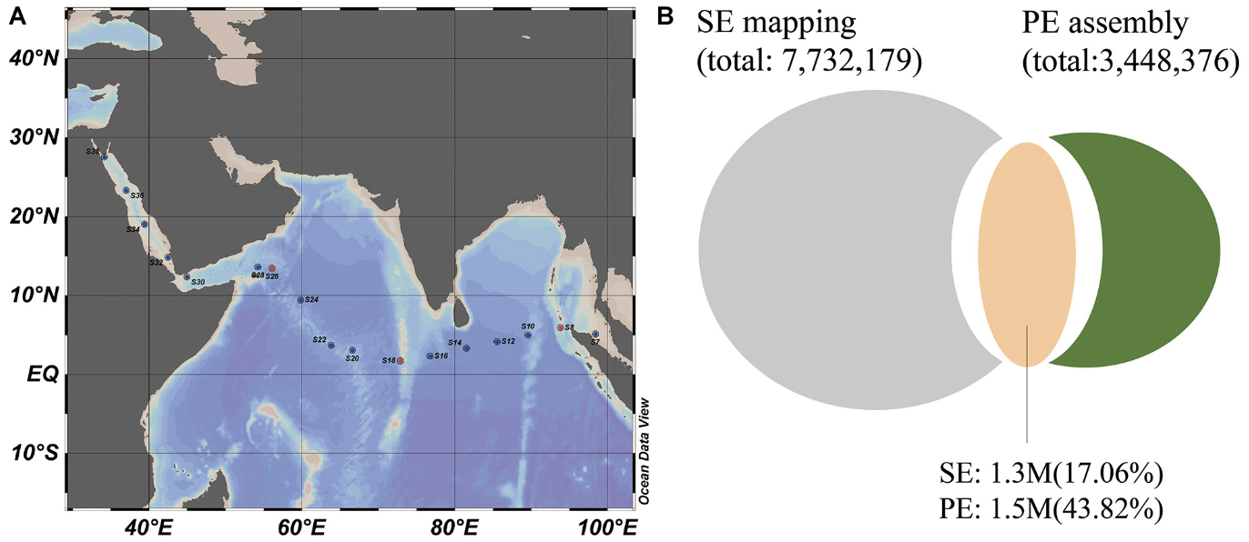 Metagenomic Analysis Reveals Microbial Community Structure and Nitrogen Acquisition Strategies in the Indian Ocean