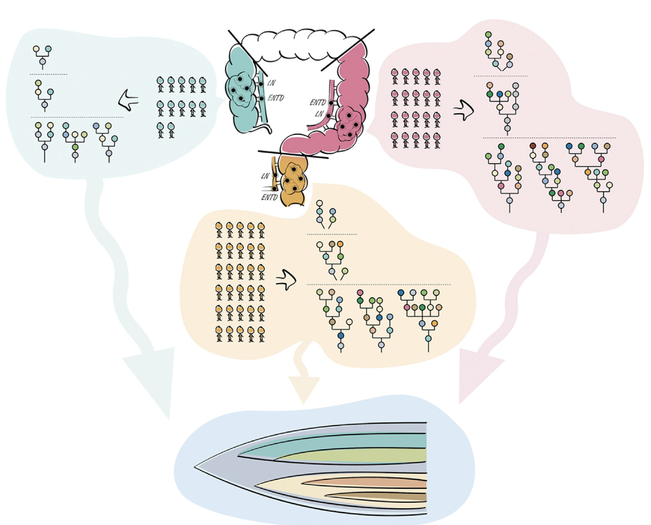Comparative Analysis of Clonal Evolution in Right- and Left-Sided Colon and Rectal Cancer