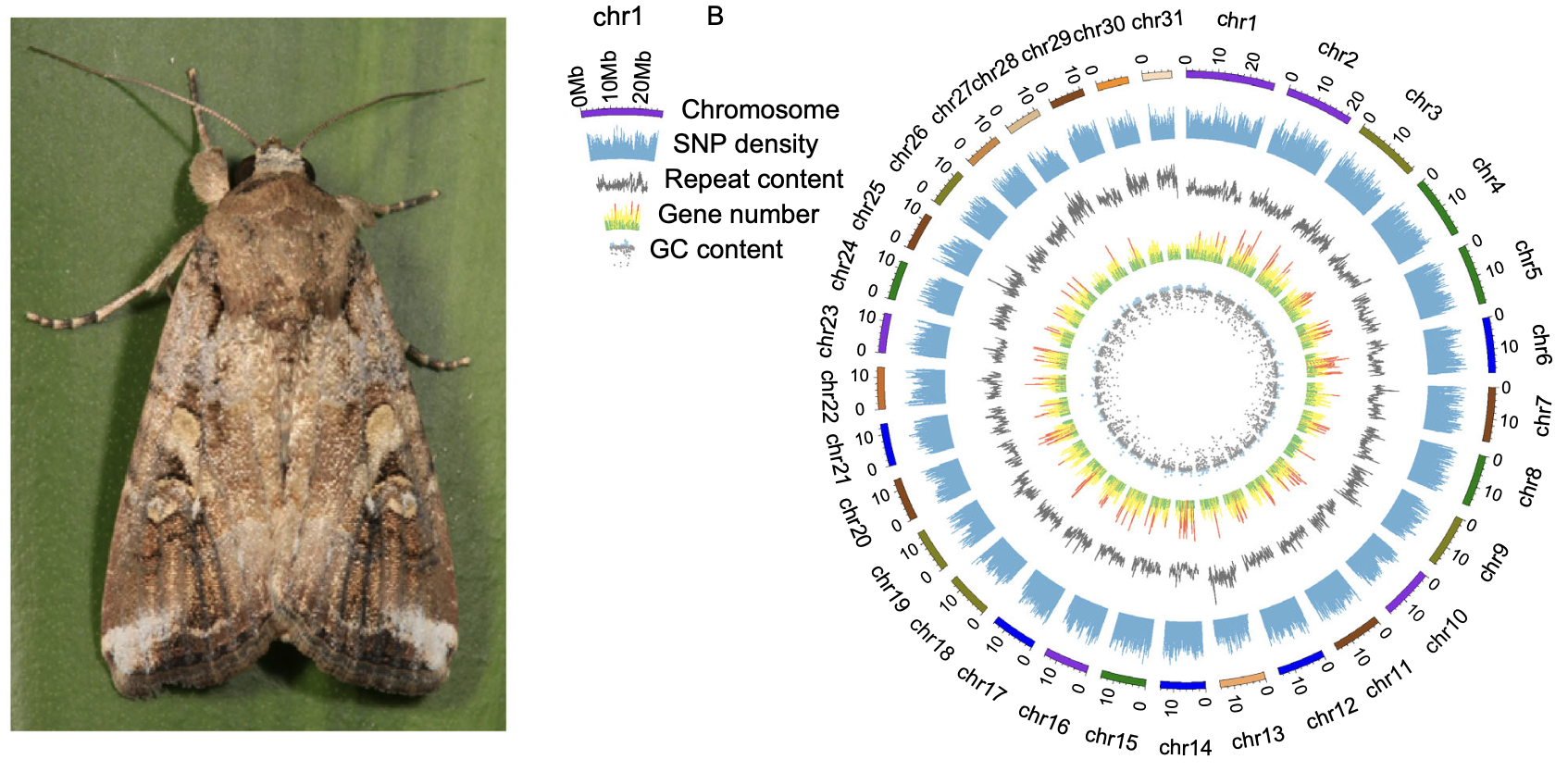 Chromosome-Level Genome Assembly of Fall Armyworm Sheds Light on Its Invasion and Pesticide Resistance