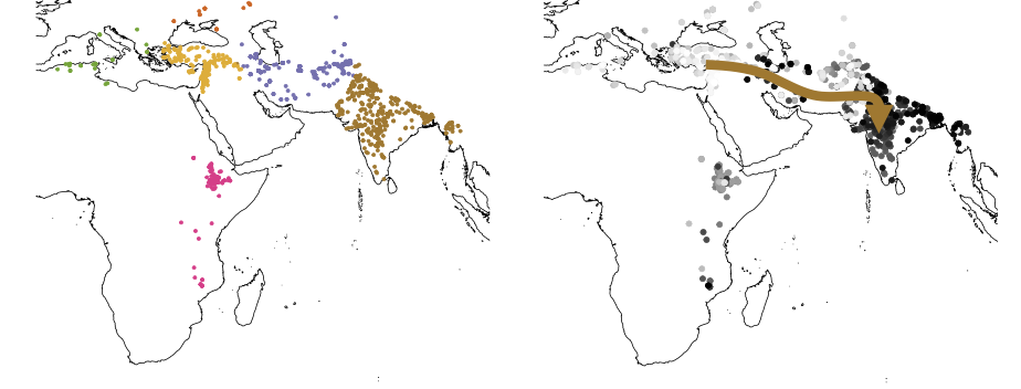 A Comprehensive Chickpea Genetic Variation Map: Insights from 3,366 Genomes