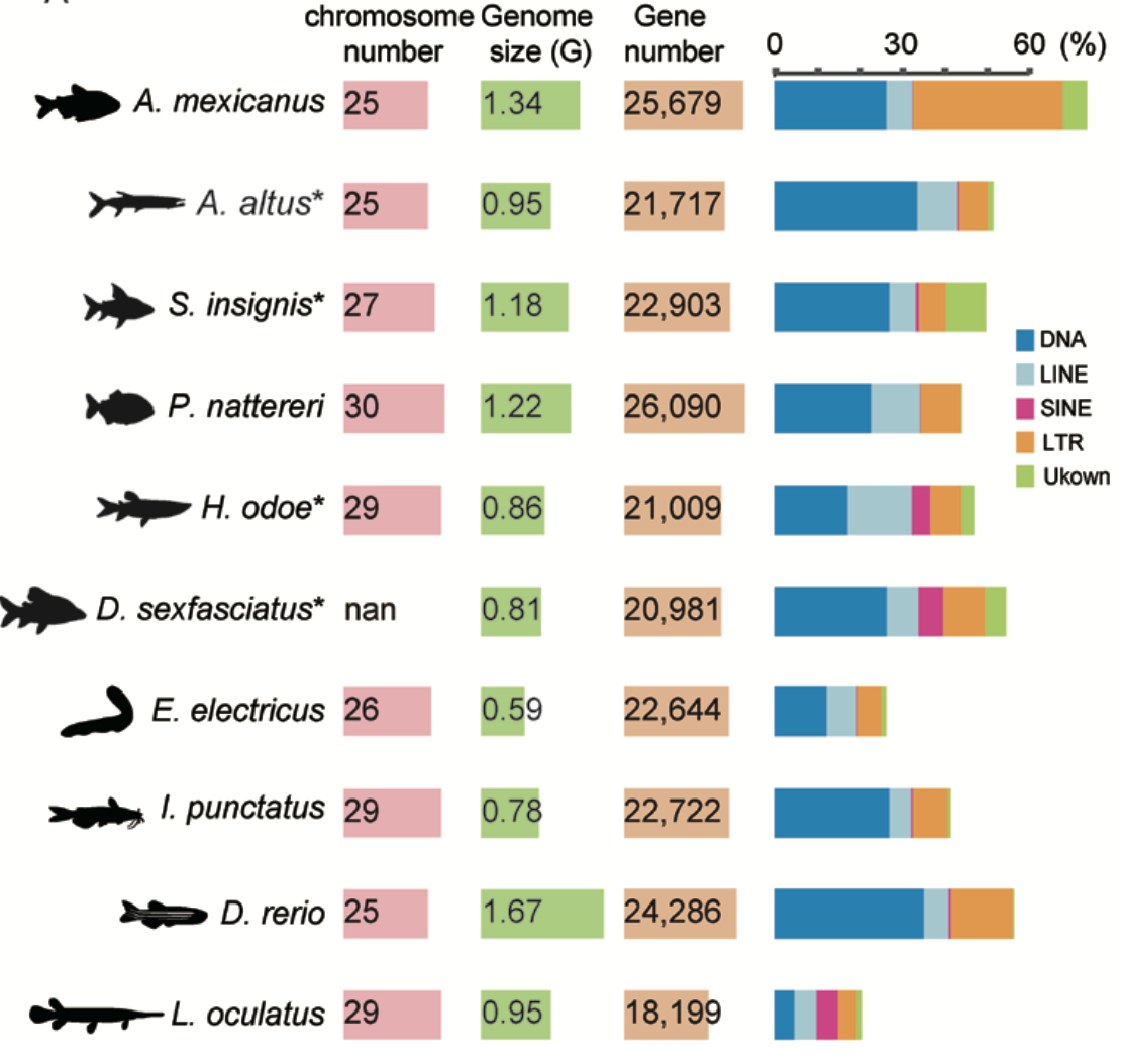 Genomic Features and Genetic Basis of Tooth Development in Characiformes