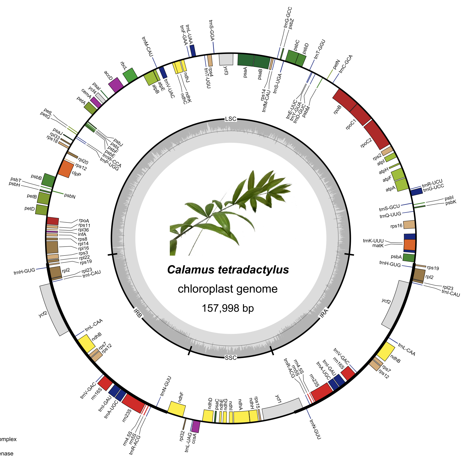 Rattan Phylogeny based on the Calamus tetradactylus Chloroplast Genome