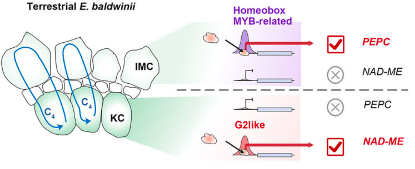 Decoding the Genomic and Cis-Regulatory Basis of Plastic C3-C4 Photosynthesis