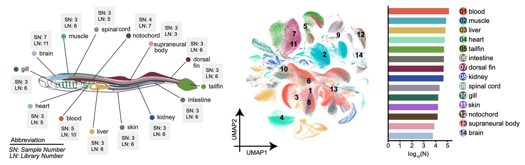 Lamprey Cell Atlas Study Reveals Natterin's Role in Fat Browning