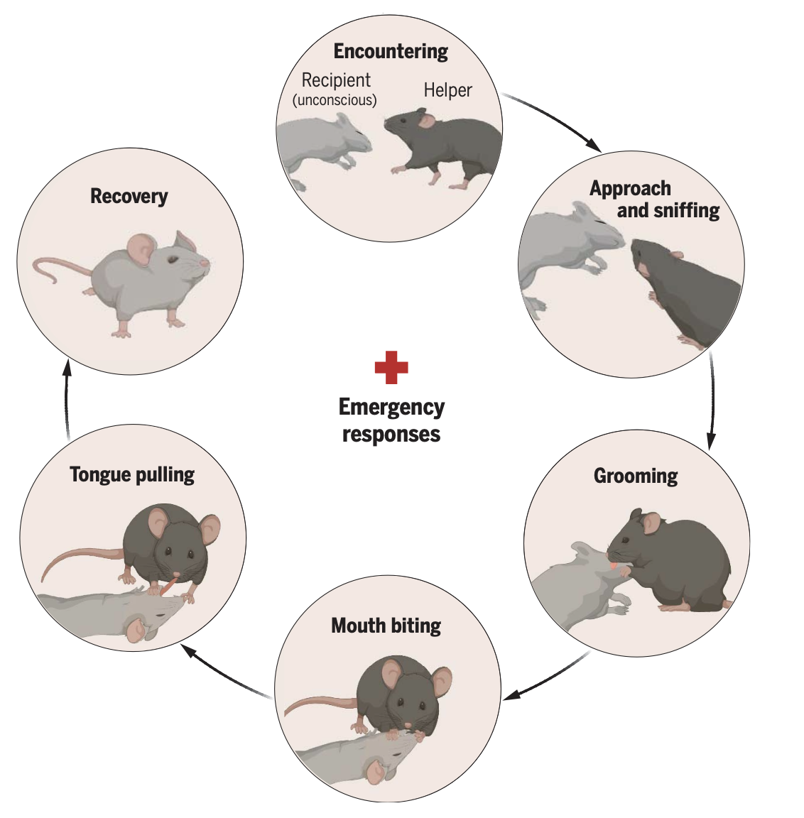 Breaking Boundaries! Mice Exhibit 'Rescue' Behavior, Redefining Animal Social Cognition