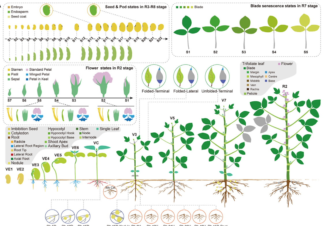 Soybean Transcriptomic Atlas