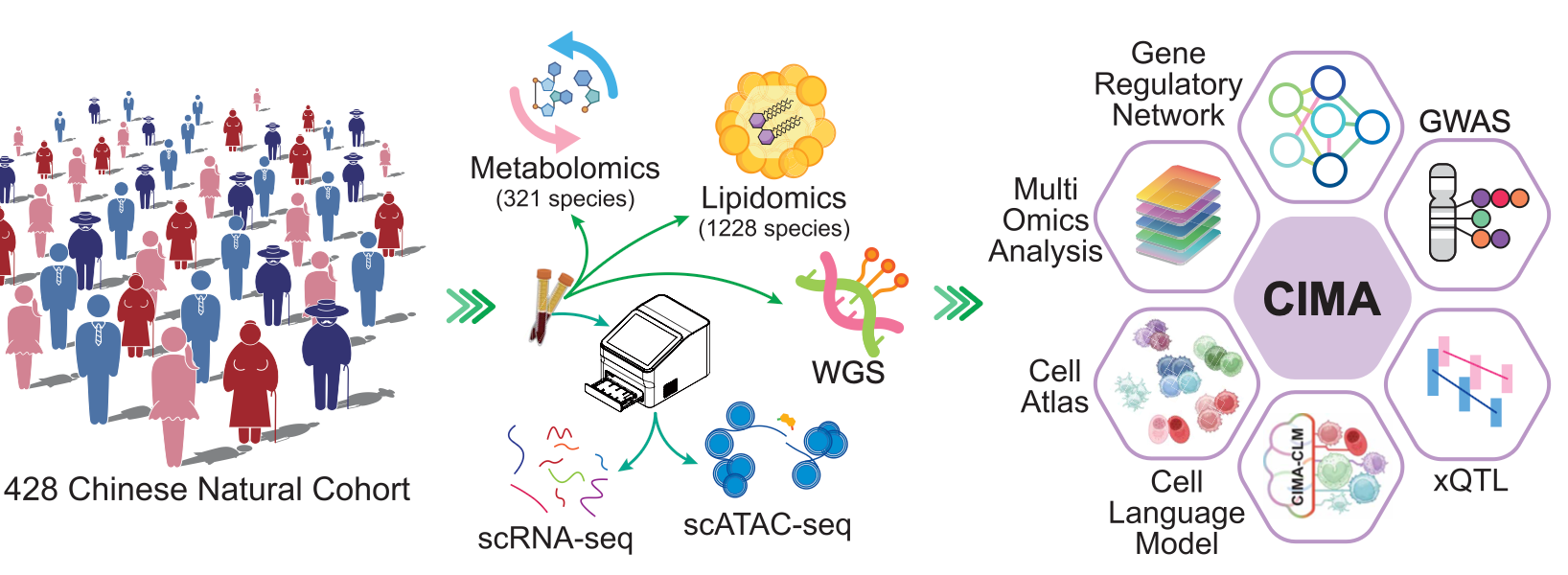 Science Article: Unveiling the Chinese Immune Multi-Omics Atlas (CIMA)